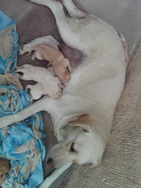 chela - Labrador Retriever (3 ans)