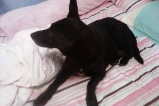 maggie - Labrador Retriever (14 ans)