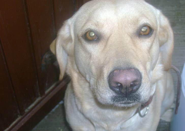 tamara - Labrador Retriever (3 ans)