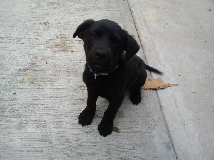 Kiba - Labrador Retriever Mâle (5 mois)