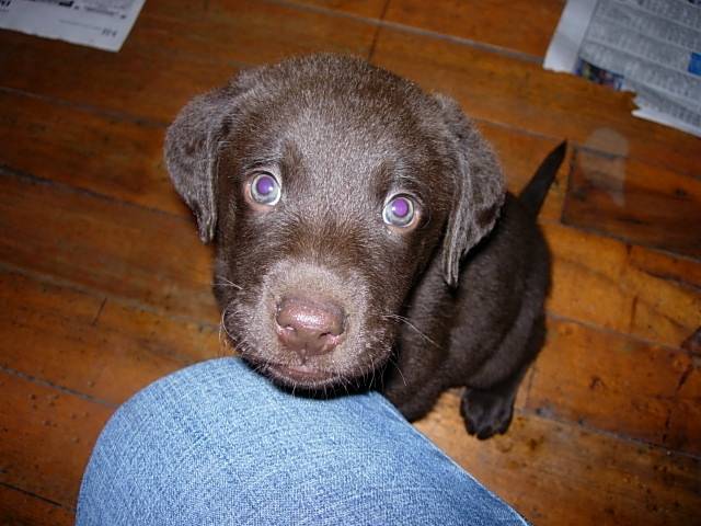 Merlin - Labrador Retriever Mâle (2 mois)