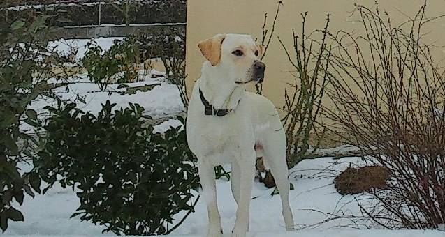 Herton - Labrador Retriever Mâle (2 ans)