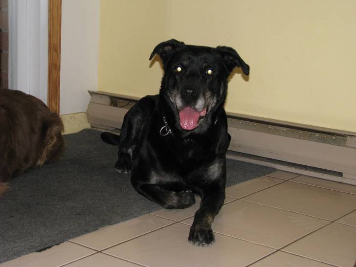 Kelly - Labrador Retriever (8 mois)