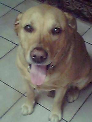 Scott - Labrador Retriever Mâle (12 ans)