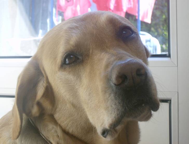 Scott - Labrador Retriever Mâle (12 ans)