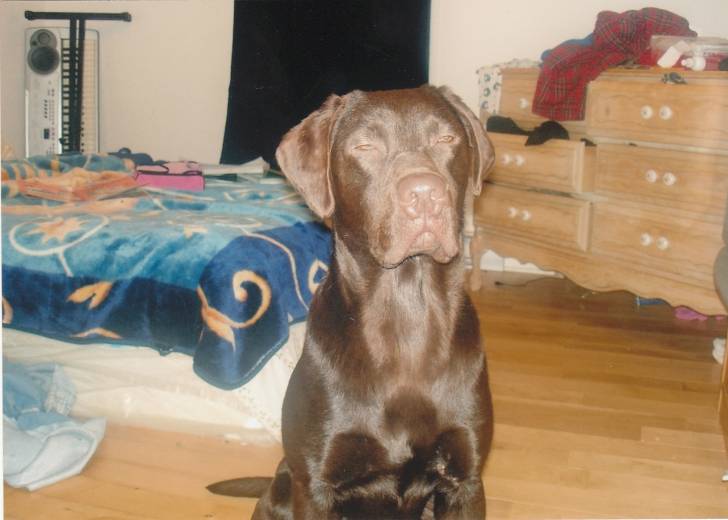Max - Labrador Retriever Mâle (2 ans)