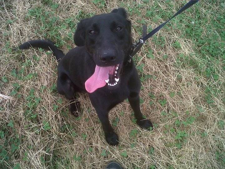 Andy - Labrador Retriever Mâle (3 ans)