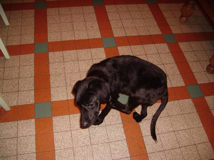 Falco - Labrador Retriever Mâle (4 mois)