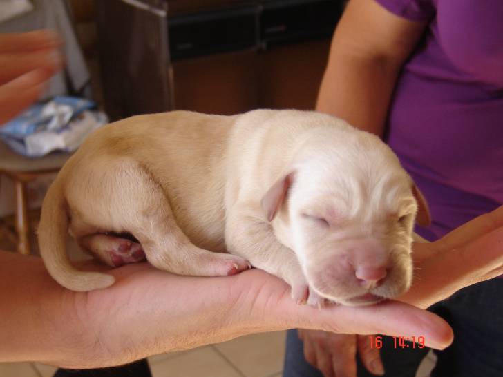 prtit blanc - Labrador Retriever
