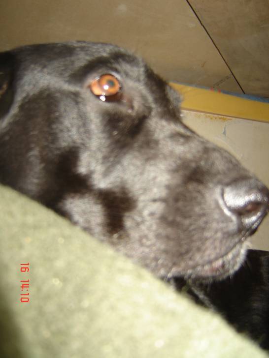 deesse - Labrador Retriever (2 ans)