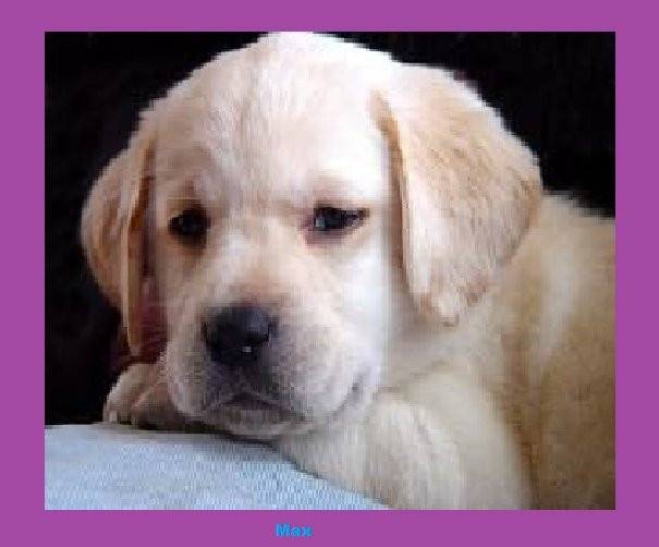 Max - Labrador Retriever Mâle (1 an)