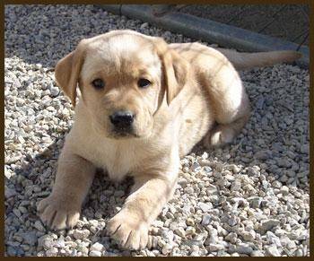 rocko - Labrador Retriever Mâle (2 mois)