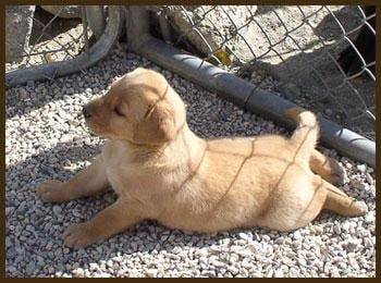 rocko - Labrador Retriever Mâle (2 mois)