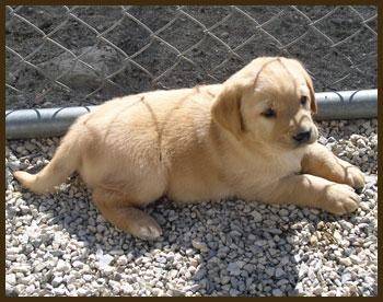 rocko - Labrador Retriever Mâle (2 mois)