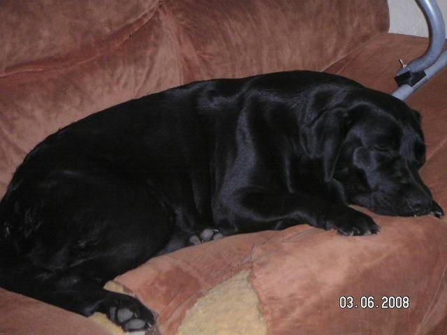 aqua - Labrador Retriever (3 ans et demi)