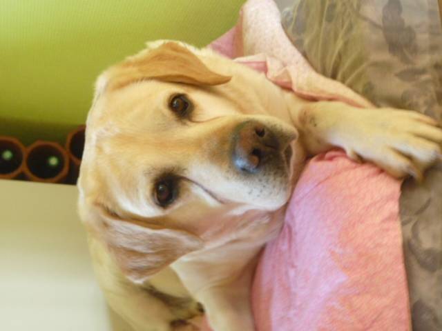 sam - Labrador Retriever Mâle (10 ans)