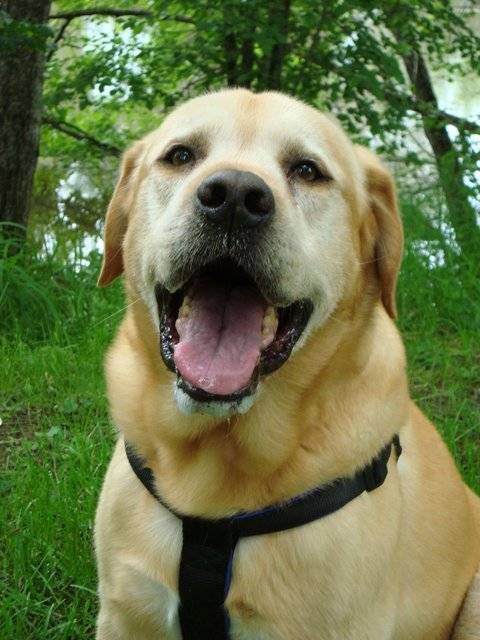 Pyper - Labrador Retriever Mâle (10 ans)