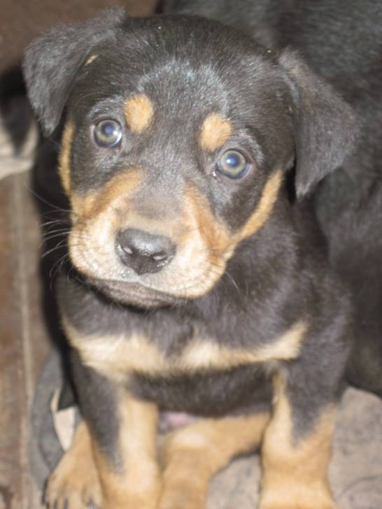 Lulu - Labrador Retriever (6 mois)