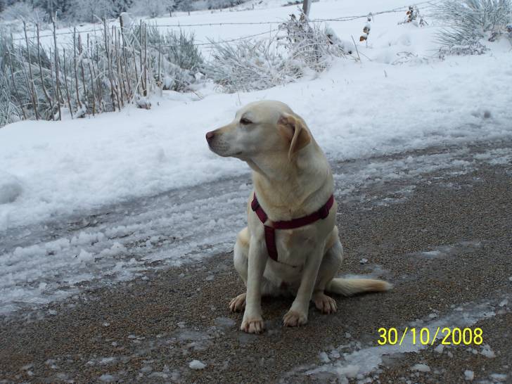 Thémis - Labrador Retriever (10 ans)