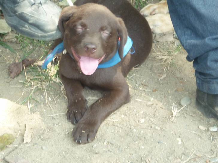 Bruno - Labrador Retriever Mâle (4 mois)