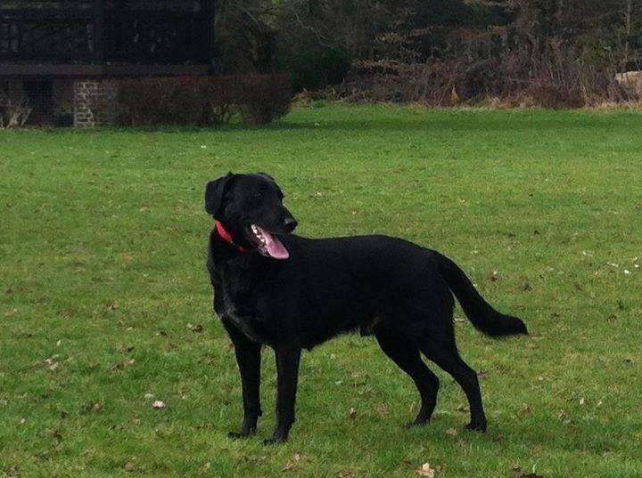 Kenzo - Labrador Retriever Mâle (3 ans)