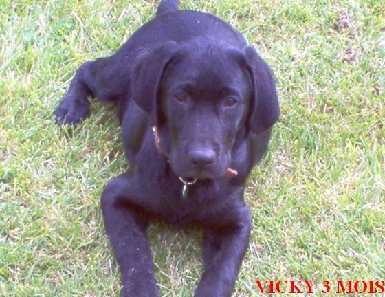 Vicky - Labrador Retriever (5 ans)