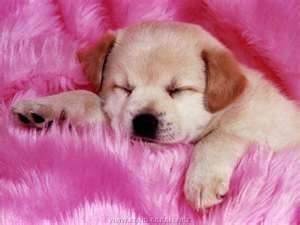 lucky - Labrador Retriever (11 mois)