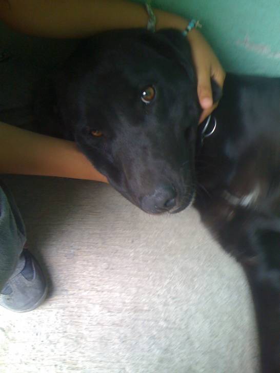 keira - Labrador Retriever (1 an)