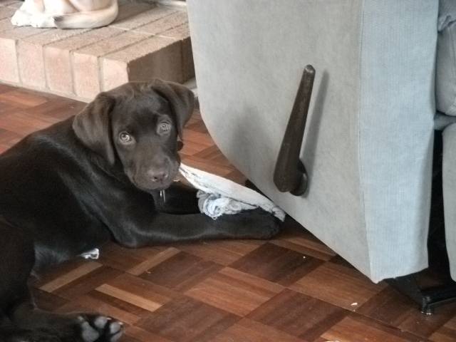 baxter as a pup - Labrador Retriever Mâle