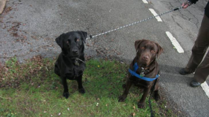 baxter with his best friend - Labrador Retriever Mâle (2 ans)