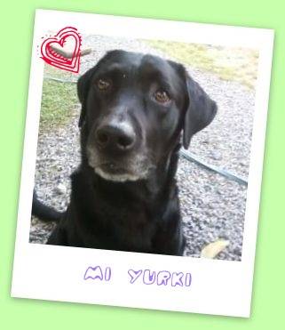 yurki? - Labrador Retriever Mâle (8 ans)