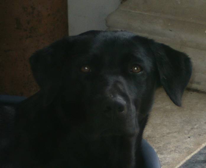 Cachou - Labrador Retriever (2 ans)