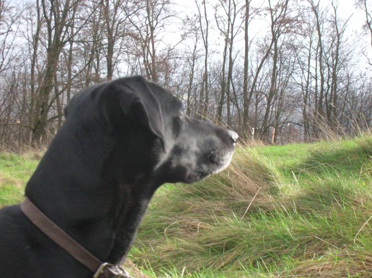Lola - Labrador Retriever (12 ans)