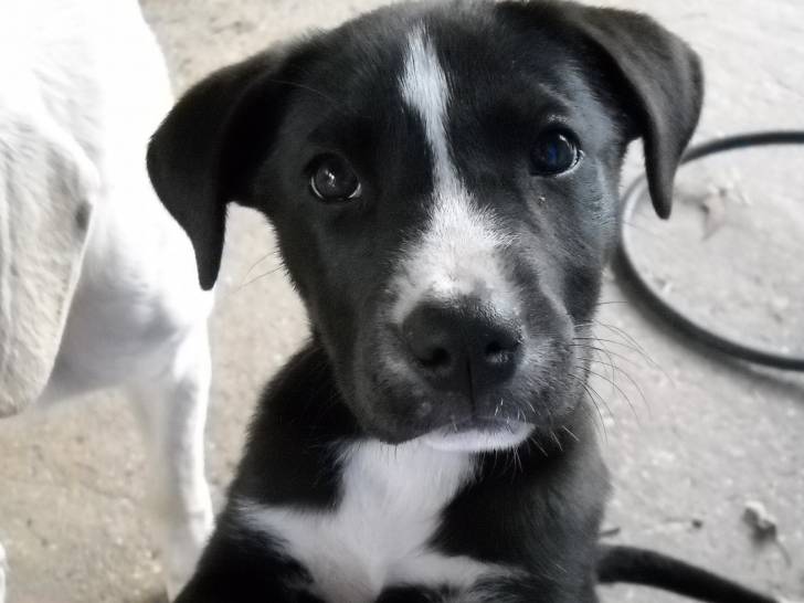 Chaos - Labrador Retriever (7 mois)
