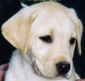 Tibet - Labrador Retriever Mâle (1 an)