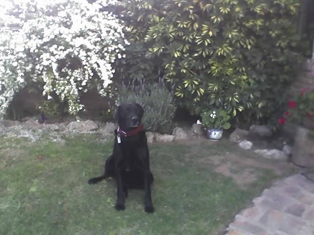 yurko - Labrador Retriever Mâle (8 ans)