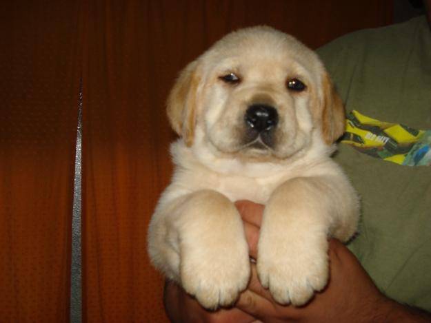 Totita - Labrador Retriever (1 an)