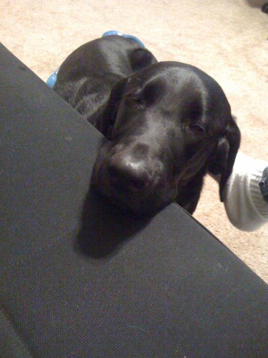 Buddy - Labrador Retriever Mâle (7 ans)
