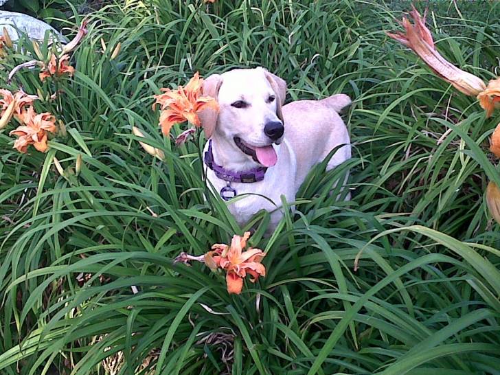 Oda - Labrador Retriever (6 mois)
