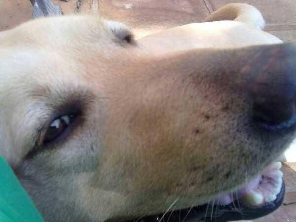 Kiki - Labrador Retriever (3 ans)