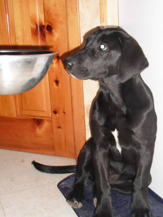chauchau (soeur de marley) 2 - Labrador Retriever (1 an)
