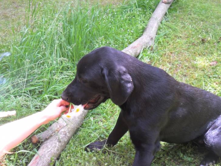 cartouche(frère de marley) - Labrador Retriever Mâle (1 an)