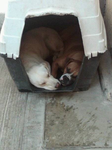 chela y taco - Labrador Retriever (6 ans)