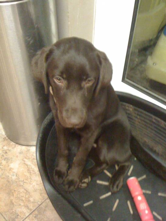nala - Labrador Retriever (1 an)