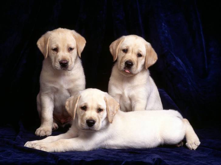 dog - Labrador Retriever (3 mois)