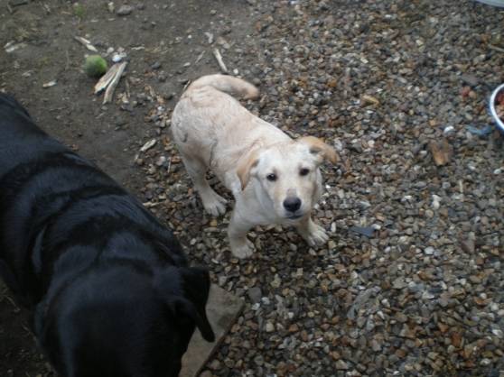 stane - Labrador Retriever Mâle (4 mois)