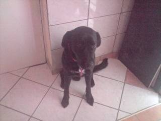 aslan - Labrador Retriever Mâle (3 ans)