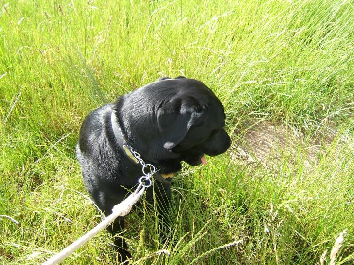 balzac - Labrador Retriever Mâle (3 ans)