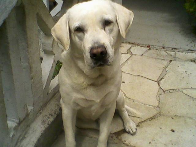 Radjah - Labrador Retriever Mâle