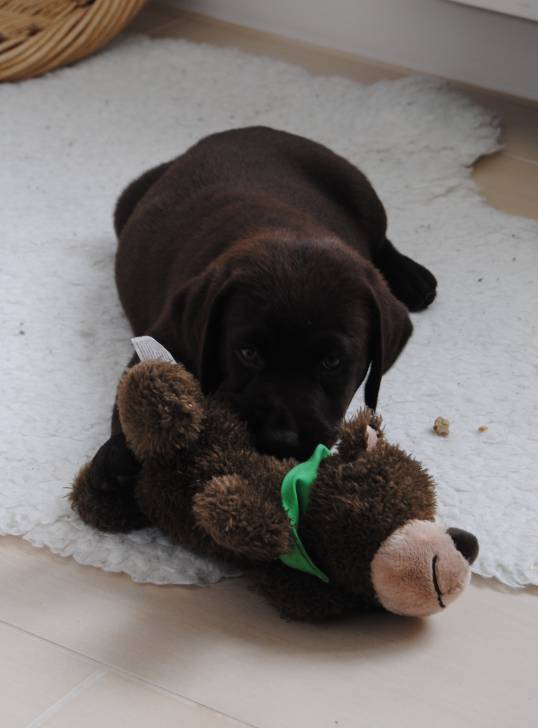 Chester - Labrador Retriever Mâle (2 mois)